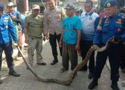 Kotabaru Diserbu Ular Sanca, Warga Heboh