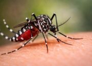 Kasus DBD di Bandar Lampung Capai 33, Dinkes Imbau Warga Waspada dan Terapkan 3M Plus