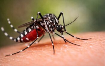 Kasus DBD di Bandar Lampung Capai 33, Dinkes Imbau Warga Waspada dan Terapkan 3M Plus