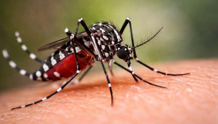 Kasus DBD di Bandar Lampung Capai 33, Dinkes Imbau Warga Waspada dan Terapkan 3M Plus