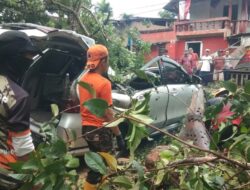 Pohon Tumbang Timpa Mobil di Rajabasa, BPBD Imbau Warga Waspada Cuaca Ekstrem